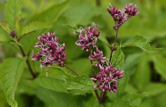 Afbeelding Koninginnekruid - Eupatorium macul.'Atropurpureum'