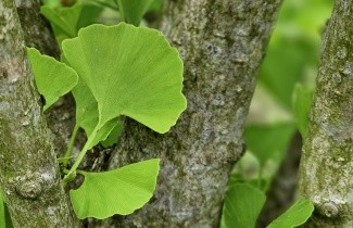 Afbeelding Japanse Notenboom 'Eiffel', struik - Ginkgo biloba 'Eiffel'