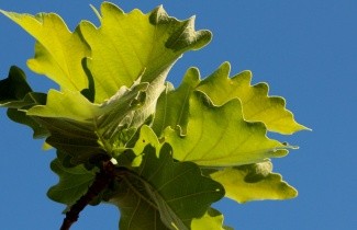 Afbeelding Japanse Daimyo-eik - Quercus dentata ‘Carl Ferris Miller’