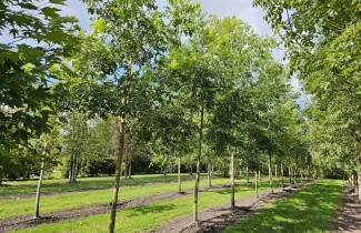 Afbeelding Pecannoot - Carya illinoinensis