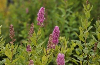 Afbeelding Spierstruik billardii - Spiraea billardii