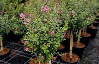 Afbeelding Sering 'Palibin' - Syringa meyeri 'Palibin'