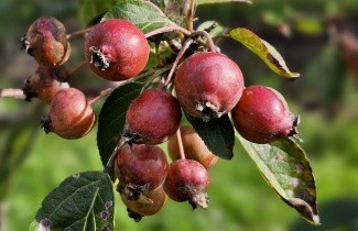 Afbeelding Sierappel 'Evereste' - Malus 'Evereste'