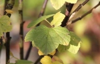 Afbeelding Aalbes - Ribes rubrum