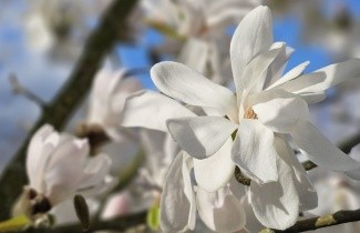 Afbeelding Magnolia 'Merrill' - Magnolia loebneri 'Merrill' halfstam