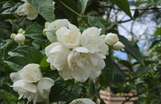 Afbeelding Boerenjasmijn 'Virginal' - vakbeplanting - Philadelphus 'Virginal'