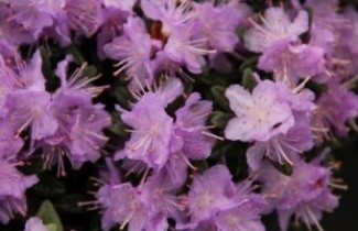 Afbeelding Rododendron 'Ramapo' - Rhododendron 'Ramapo'