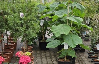 Afbeelding Annapaulownaboom - Paulownia tomentosa