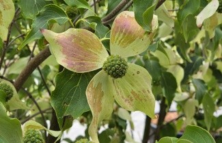 Afbeelding Japanse grootbloemige kornoelje 'Weisse Fontaine' - Cornus kousa 'Weisse Fontaine'