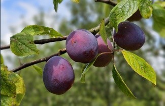 Afbeelding Pruim 'Belle de Louvain' - Prunus domestica 'Belle de Louvain'