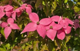 Afbeelding Kornoelje 'Scarlet Fire' - Cornus kousa 'Scarlet Fire'