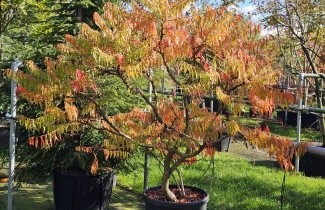 Afbeelding Goudbladige Fluweelboom - Rhus typhina 'Tiger Eyes'