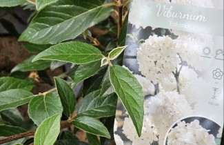 Afbeelding Sneeuwbal 'Eskimo' - Viburnum 'Eskimo'