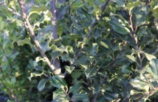 Afbeelding Blauwe hulst 'Blue Bunny' - Ilex meserveae 'Blue Bunny'