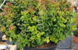 Afbeelding Druifheide 'Curly Red' - Leucothoe axillaris 'Curly Red'