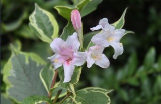 Afbeelding Weigela 'Nana Variegata' - vakbeplanting - Weigela florida 'Nana Variegata'