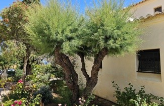 Afbeelding Tamarisk - Tamarix ramosissima 'Pink Cascade'