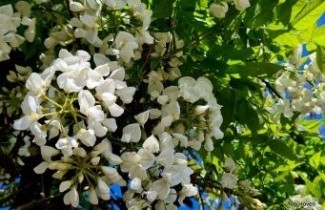 Afbeelding Witte regen - Wisteria brachybotrys 'Shiro Kapitan'