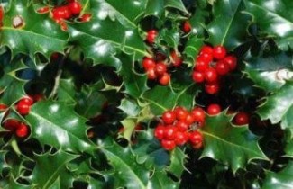 Afbeelding Scherpe Hulst 'Alaska'  - Ilex aquifolium 'Alaska'