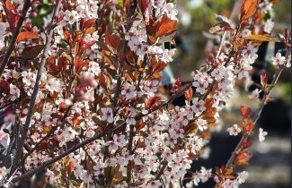 Afbeelding Sierpruim - Prunus cistena