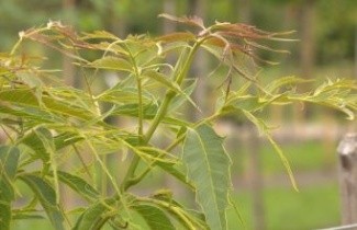 Afbeelding Walnoot 'Laciniata' - Juglans regia 'Laciniata'