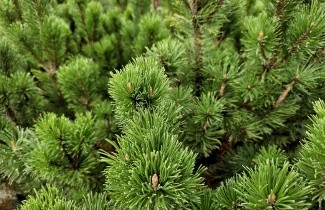 Afbeelding Bergden - Pinus mugo mughus
