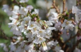 Afbeelding Sierpruim 'Kojou No Mai' - Prunus incisa 'Kojou No Mai'