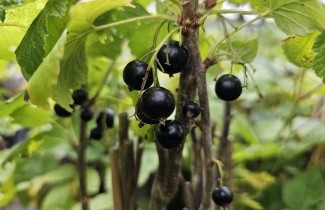 Afbeelding Zwarte bes 'Titania' op stam - Ribes nigrum 'Titania'
