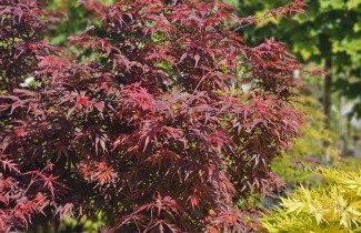 Afbeelding Japanse Esdoorn 'Shaina' - Acer palmatum 'Shaina'