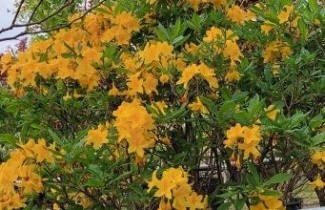 Afbeelding Tuin Azalea  geelbloeiend - Rododendron Azalea 'Mollis' geelbloeiend