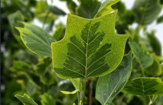 Afbeelding Tulpenboom - Liriodendron tulipifera  'Aureomarginatum'