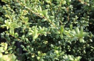 Afbeelding Japanse hulst  - Ilex crenata 'Convexa'