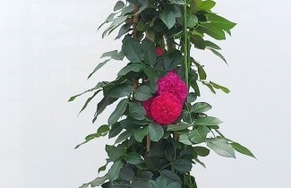 Afbeelding Klimroos 'Florentina' - Rosa (K) 'Florentina'