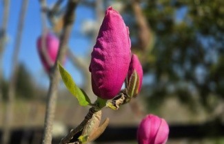 Afbeelding Magnolia 'Felix Jury' - Magnolia 'Felix Jury'
