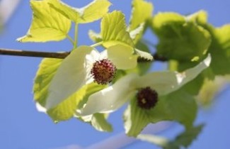 Afbeelding Vaantjesboom - Davidia involucrata