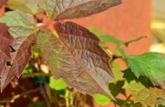 Afbeelding Oosterse wingerd 'Veitch Boskoop' - Parthenocissus tricuspidata 'Veitch Boskoop'