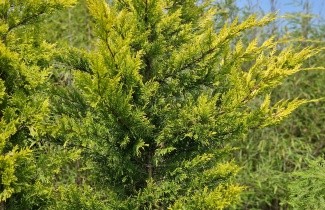 Afbeelding Leylandcypres 'Gold Rider' - Cupressocyparis l. 'Gold Rider'