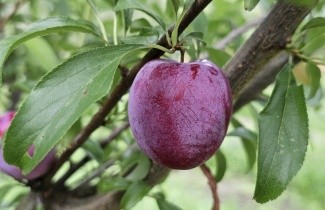 Afbeelding Pruim 'Opal' - Prunus domestica 'Opal'