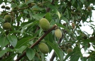 Afbeelding Amandel - Prunus dulcis