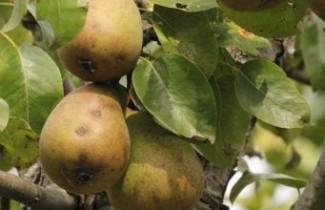 Afbeelding Karakteristieke Handpeer 'Beurre Hardy' - Pyrus communis 'Beurre Hardy'