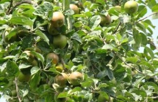 Afbeelding Handappel 'Reinette Grise' - Malus domestica 'Reinette Grise'