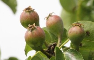 Afbeelding Handpeer 'Beurre Hardy' - Pyrus communis 'Beurre Hardy'