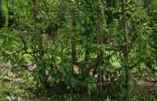 Afbeelding Handpeer 'Williams' - Pyrus communis 'Williams'