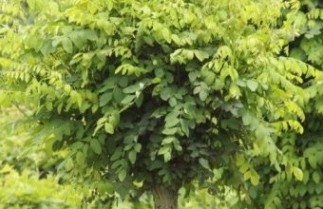Afbeelding Bolacacia - Robinia pseudoacacia 'Umbraculifera'