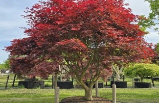 Afbeelding Japanse Esdoorn 'Sumi-Nagashi' - Acer palmatum 'Sumi-Nagashi'