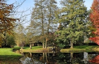 Afbeelding Varenbladige Els - Alnus glutinosa 'Imperialis'
