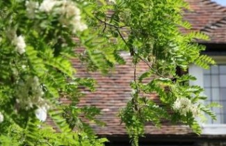 Afbeelding Valse Acacia 'Bessoniana' - Robinia pseudoacacia 'Bessoniana'