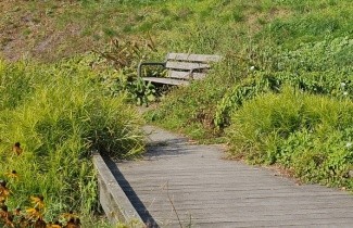 Afbeelding Palm zegge - Carex muskingumensis