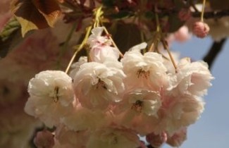 Afbeelding Japanse sierkers 'Shirofugen' - Prunus serrulata 'Shirofugen'