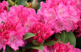 Afbeelding Rhododendron 'Germania' - Rhododendron 'Germania